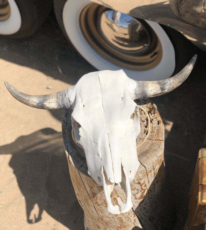 Roaming Travelers Authentic Bullhead | Cow Skull available in Joshua Tree at JT Trading Post
