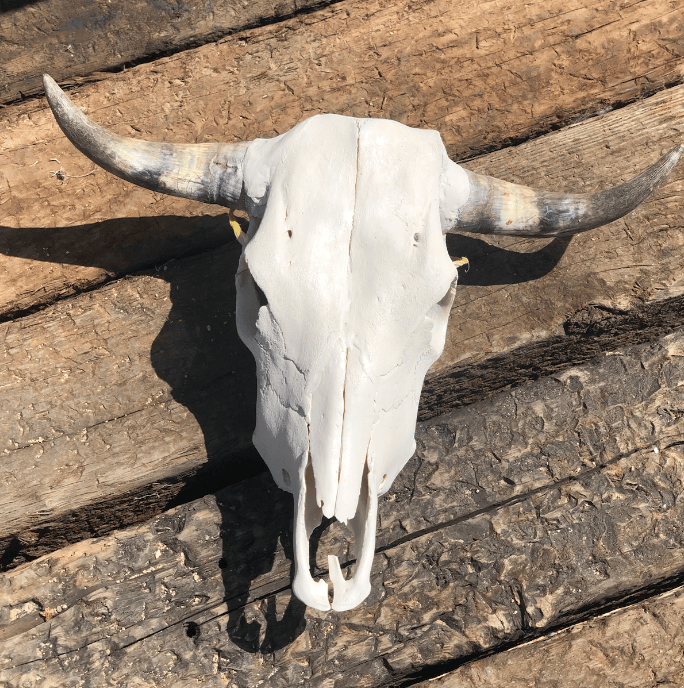 Roaming Travelers Authentic Bullhead | Cow Skull available in Joshua Tree at JT Trading Post