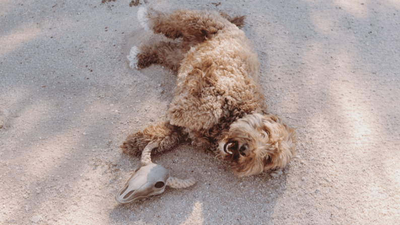 Roaming Travelers Lil' Bully Dog Toy available in Joshua Tree at JT Trading Post