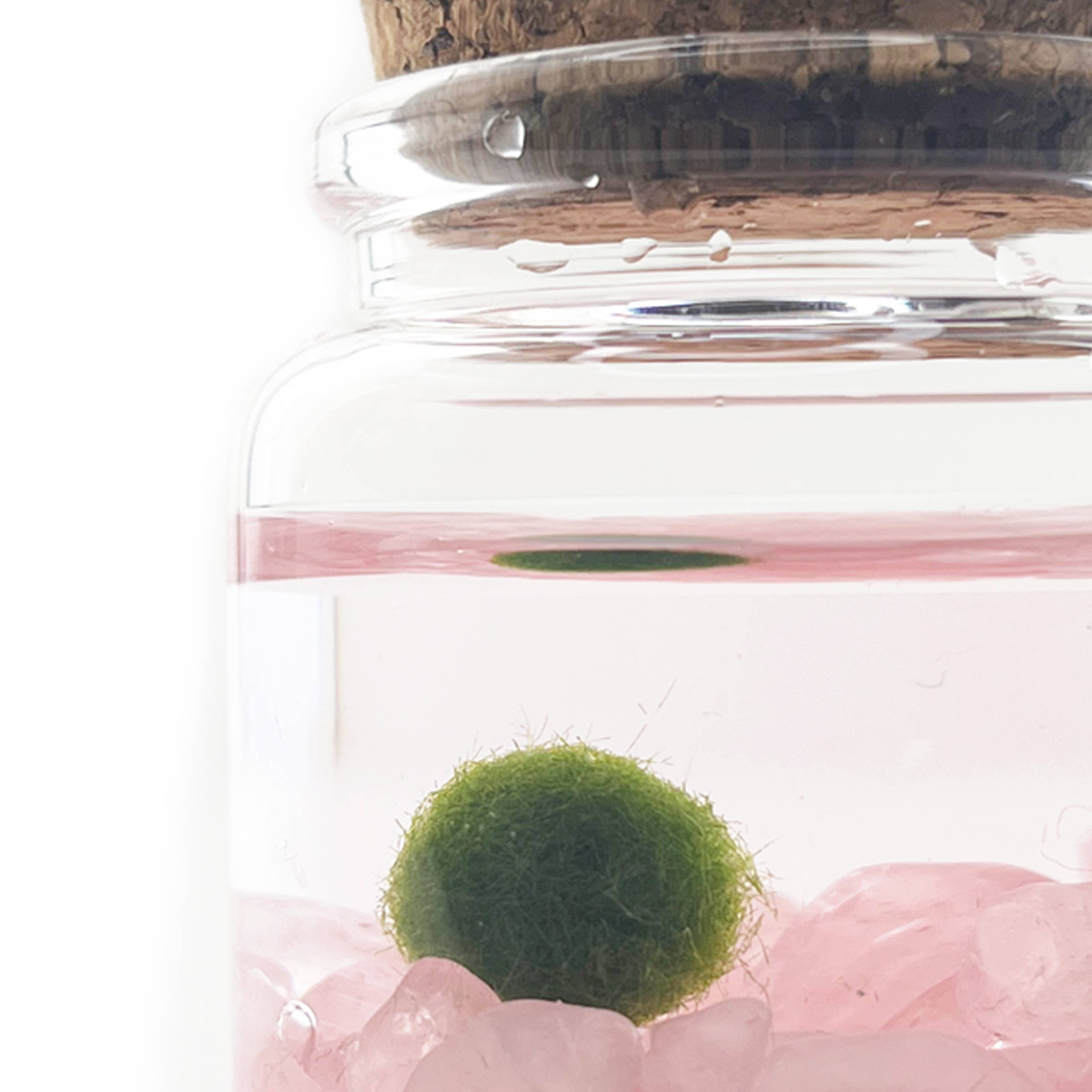 The Plant Social Live Moss available in Joshua Tree at JT Trading Post