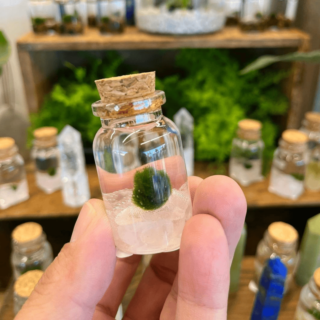 The Plant Social Live Moss available in Joshua Tree at JT Trading Post