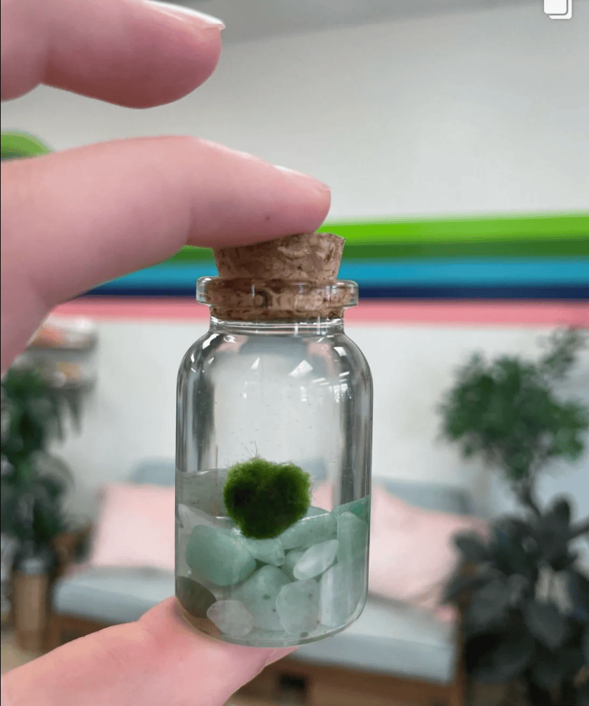 The Plant Social Live Moss available in Joshua Tree at JT Trading Post