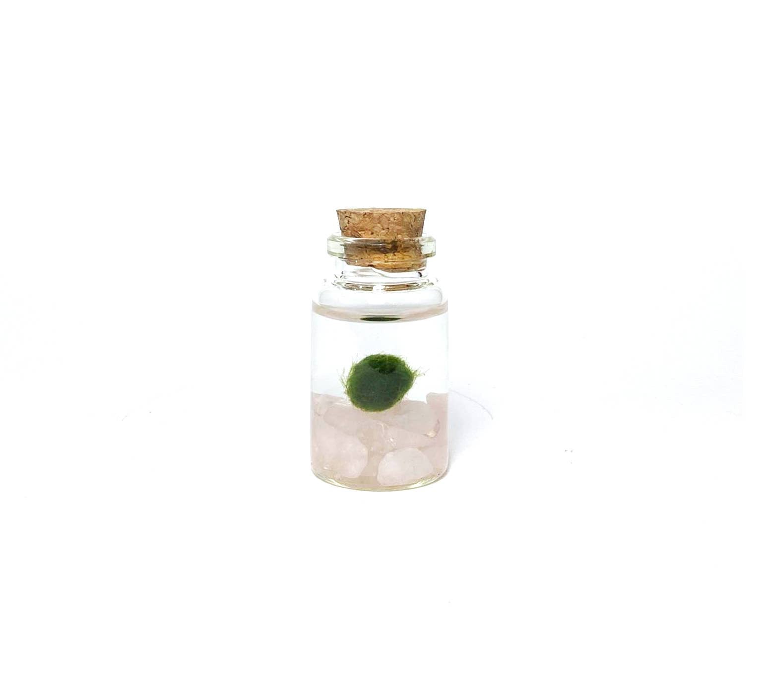 The Plant Social Live Moss available in Joshua Tree at JT Trading Post