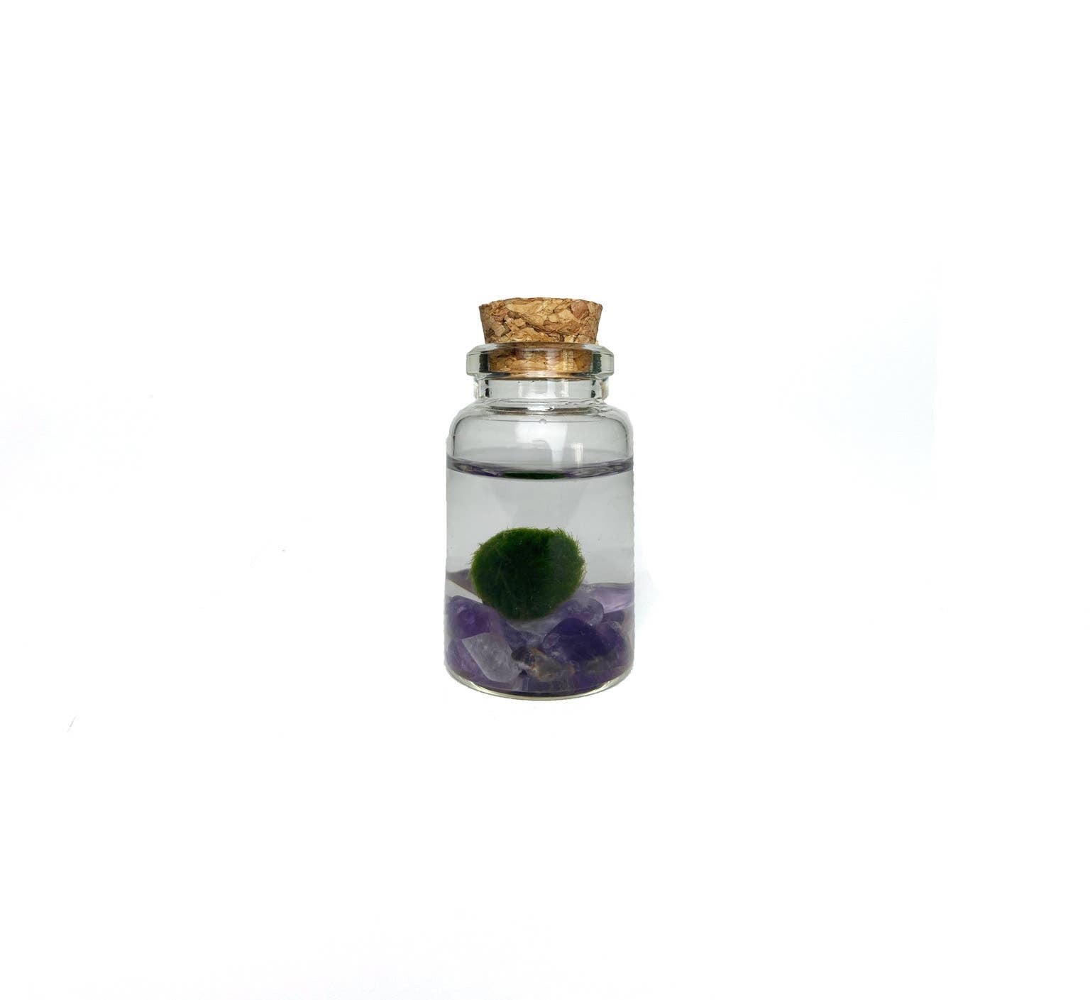 The Plant Social Live Moss available in Joshua Tree at JT Trading Post