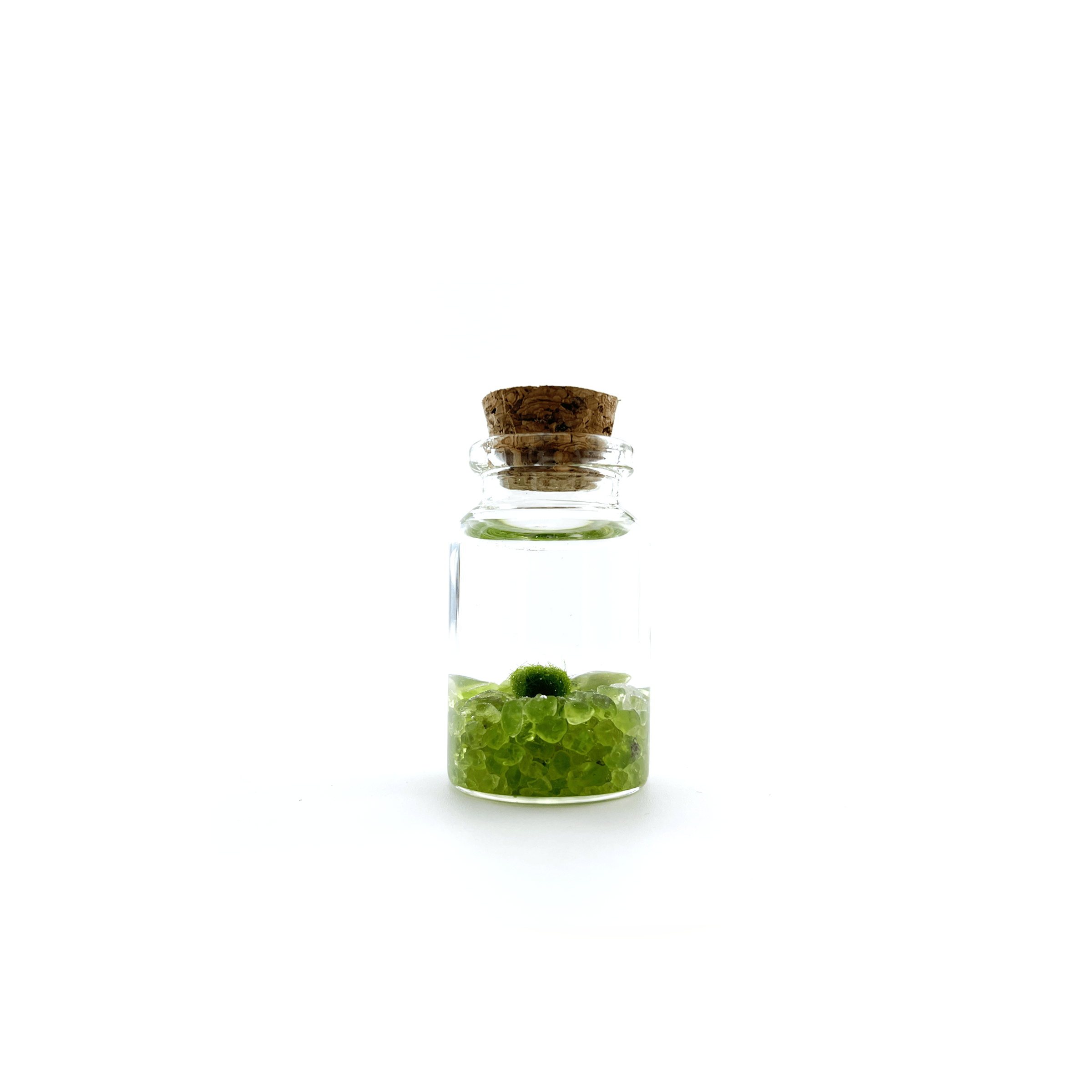 The Plant Social Live Moss available in Joshua Tree at JT Trading Post