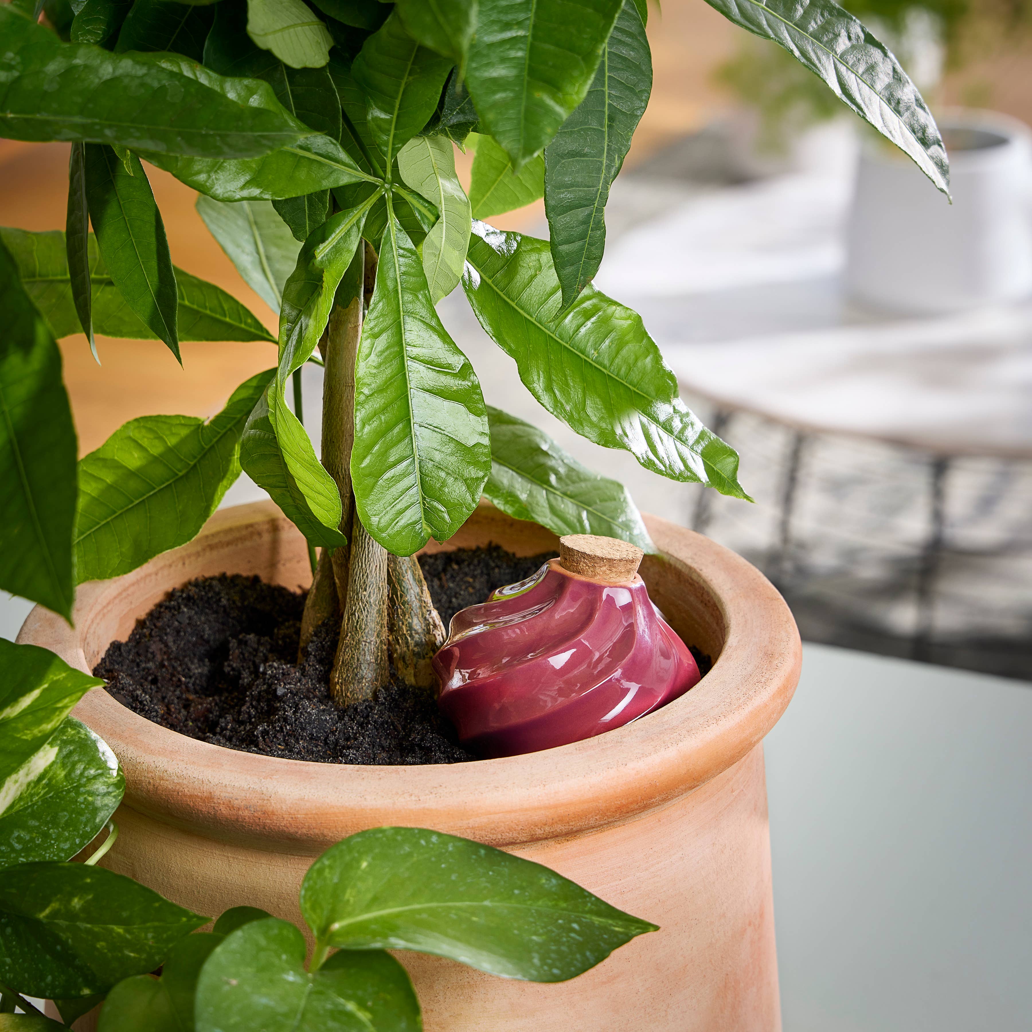 The Plant Social Terracotta Watering Bulb available in Joshua Tree at JT Trading Post