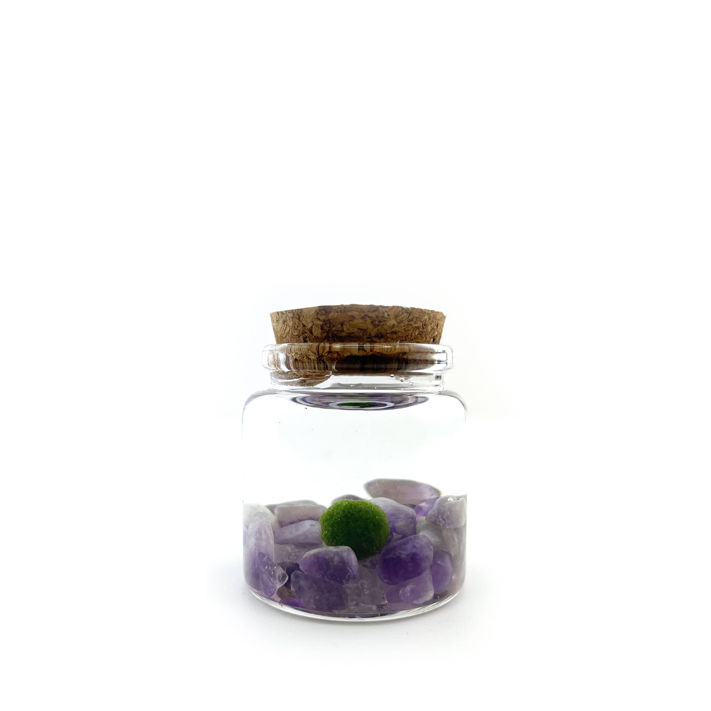 The Plant Social Live Moss available in Joshua Tree at JT Trading Post