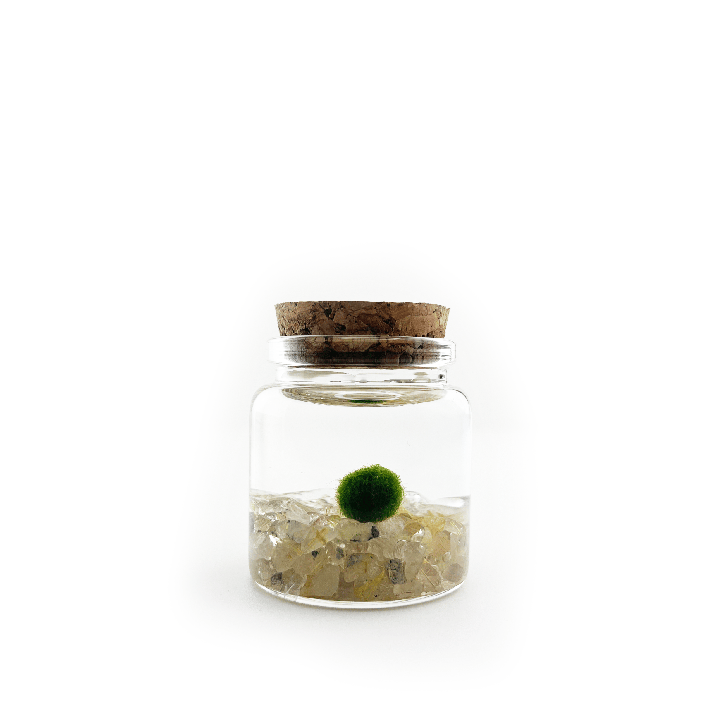 The Plant Social Live Moss available in Joshua Tree at JT Trading Post