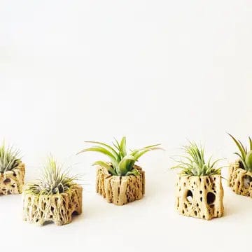 JTTP Home Cholla Air Plant Holder (assorted)