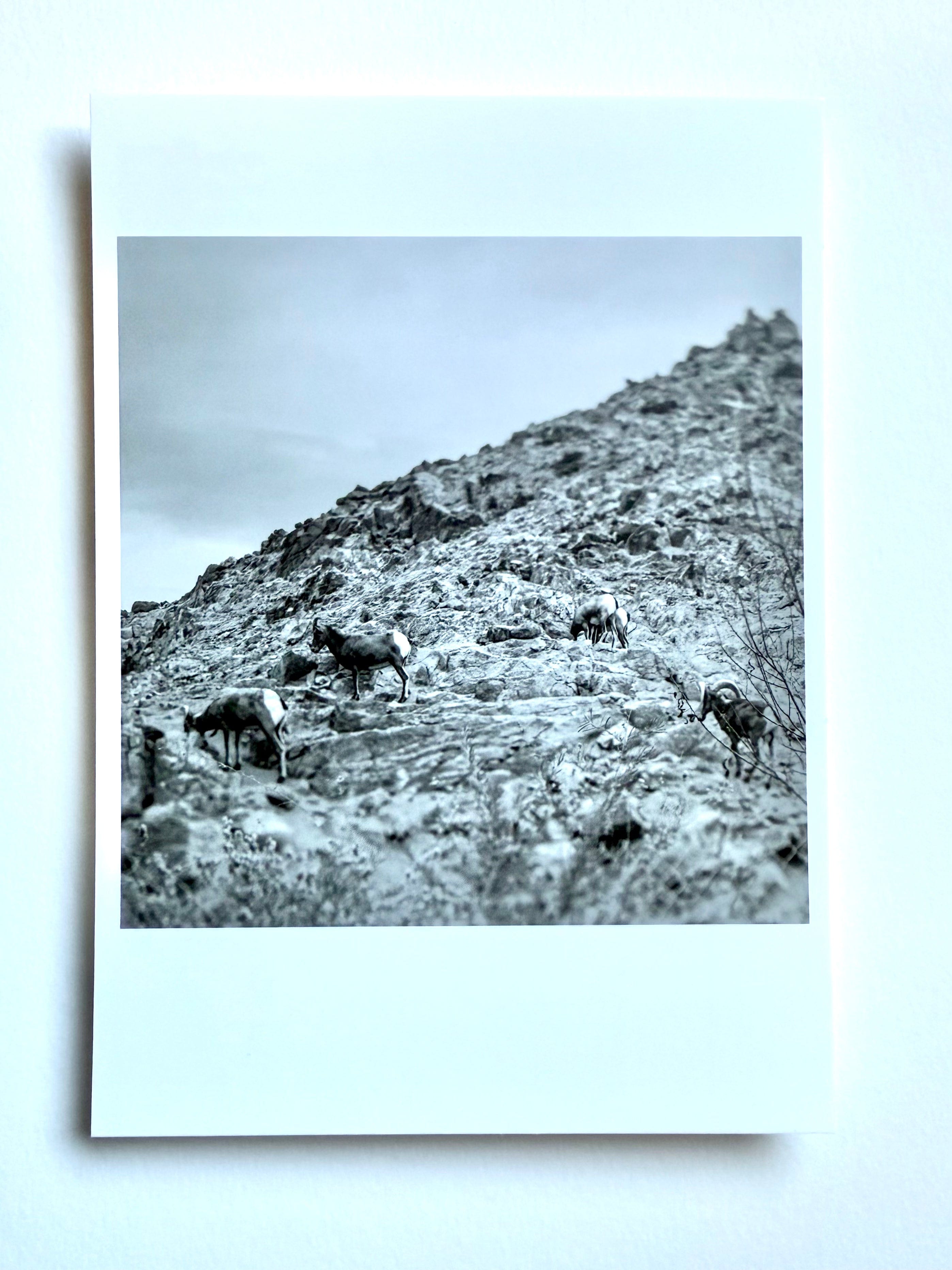 kreaturetown Postcard Photo:  Bighorn Sheep, Highway 74, CA