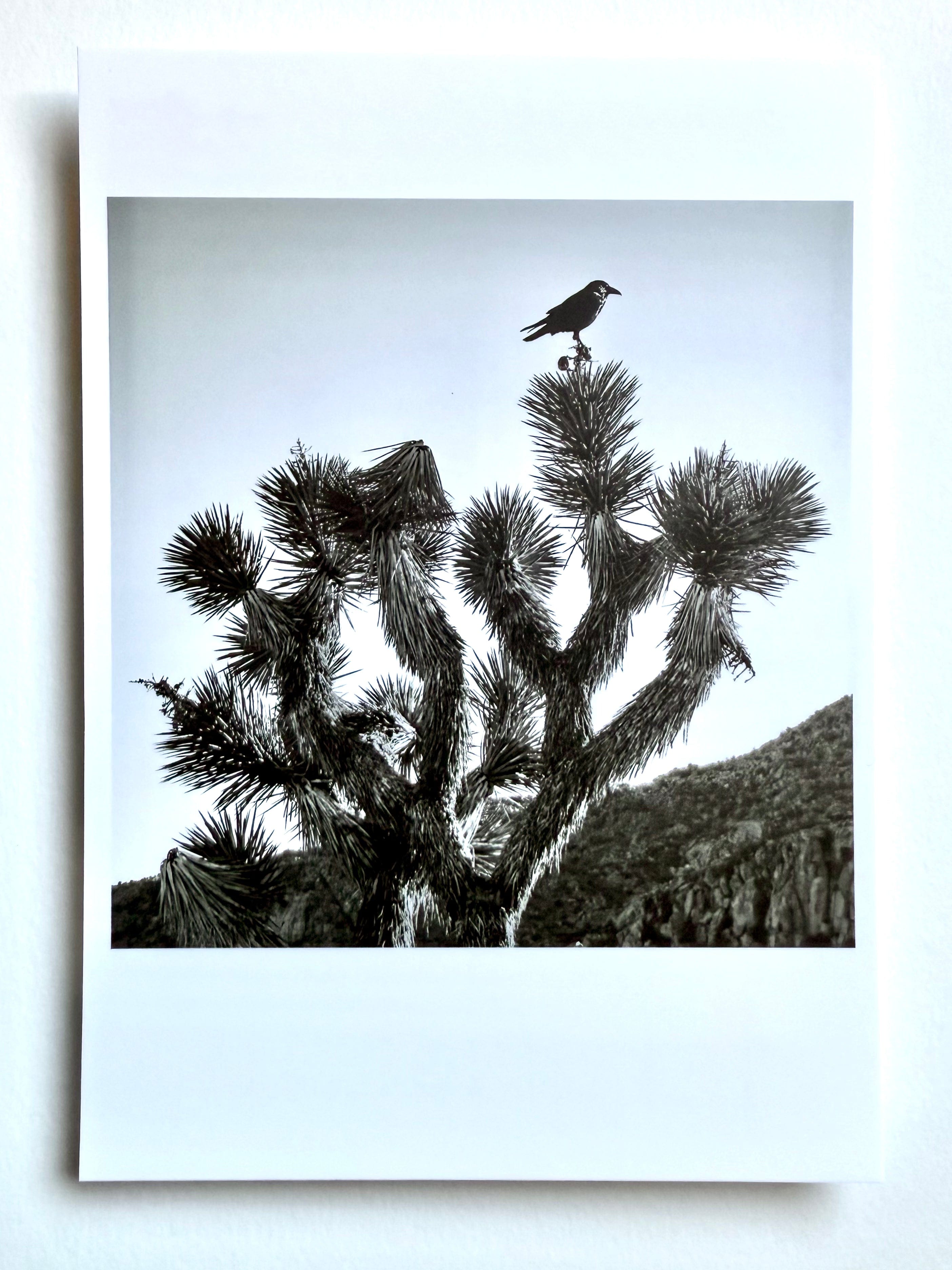 kreaturetown Postcard Photo:  Raven & Joshua Tree available in Joshua Tree at JT Trading Post