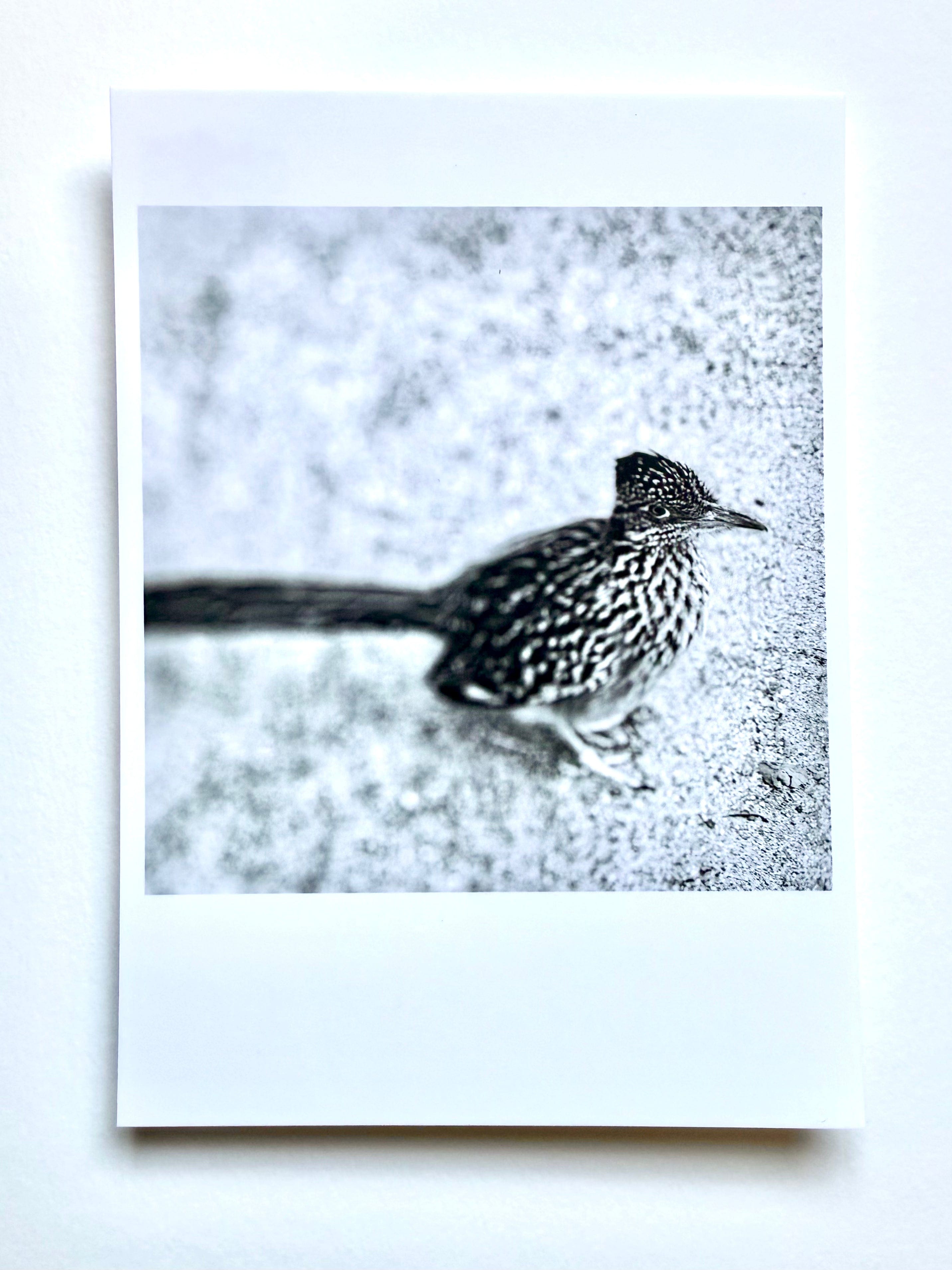 kreaturetown Postcard Photo:  Roadrunner, Joshua Tree CA
