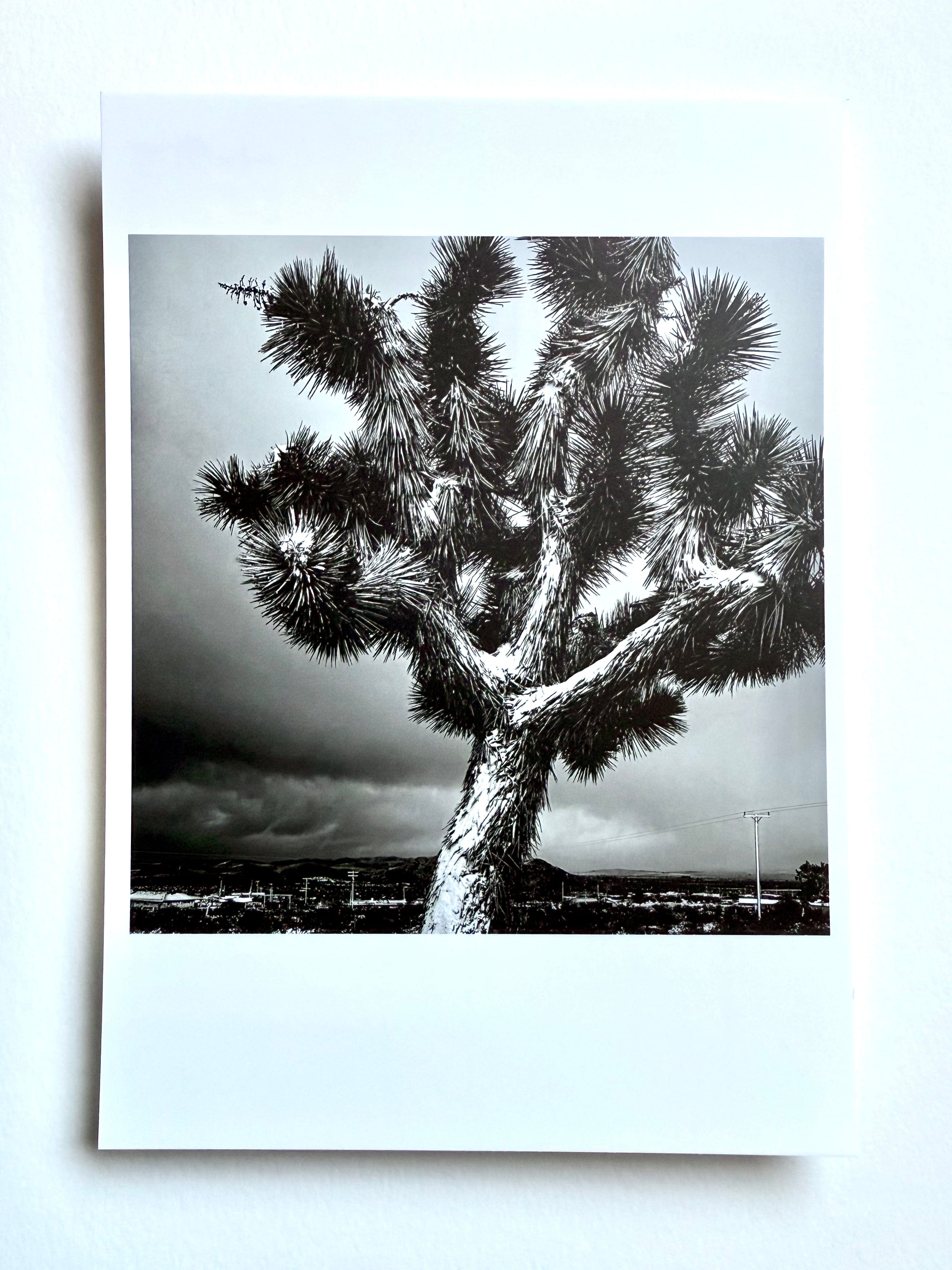 kreaturetown Postcard Photo:  Snowfall, Joshua Tree