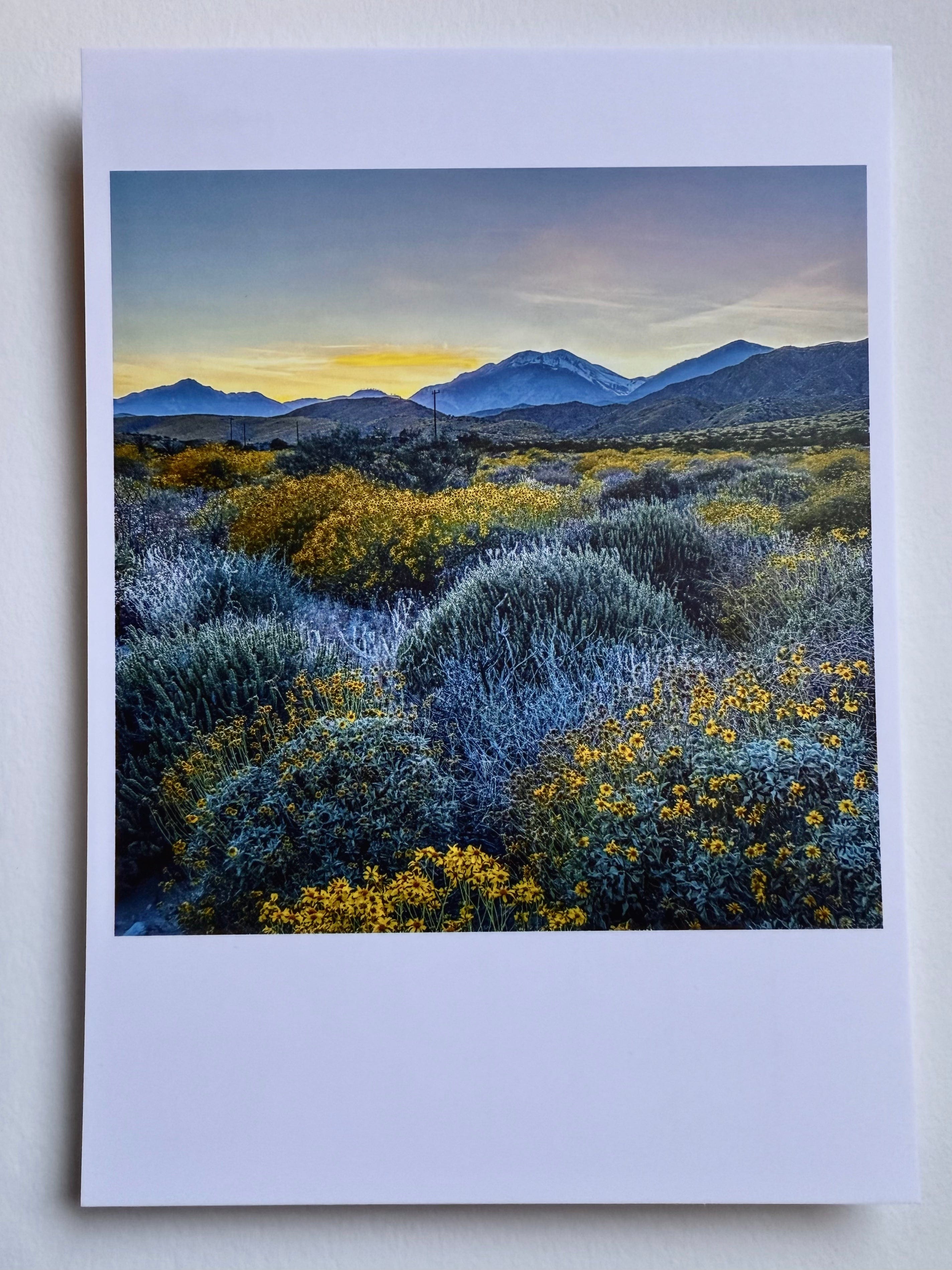 kreaturetown Postcard Photo:  Super Bloom, Highway 62