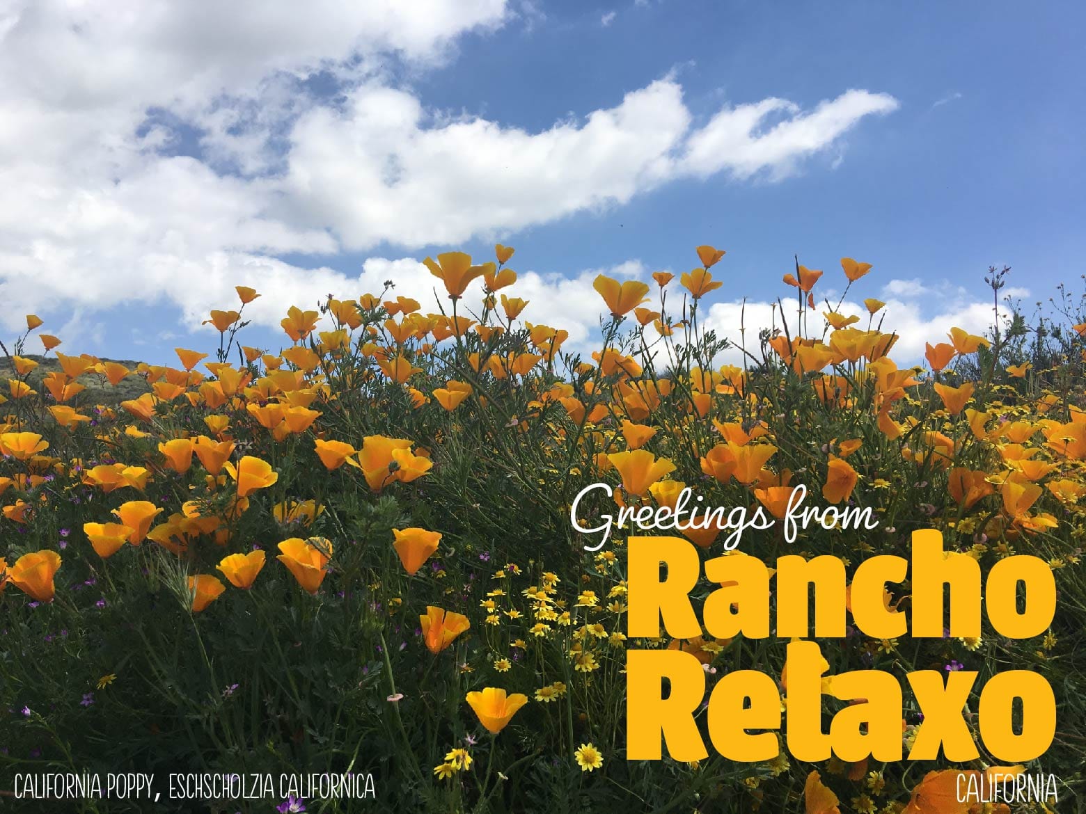 Rancho Relaxo Palm Springs I Love You Postcards