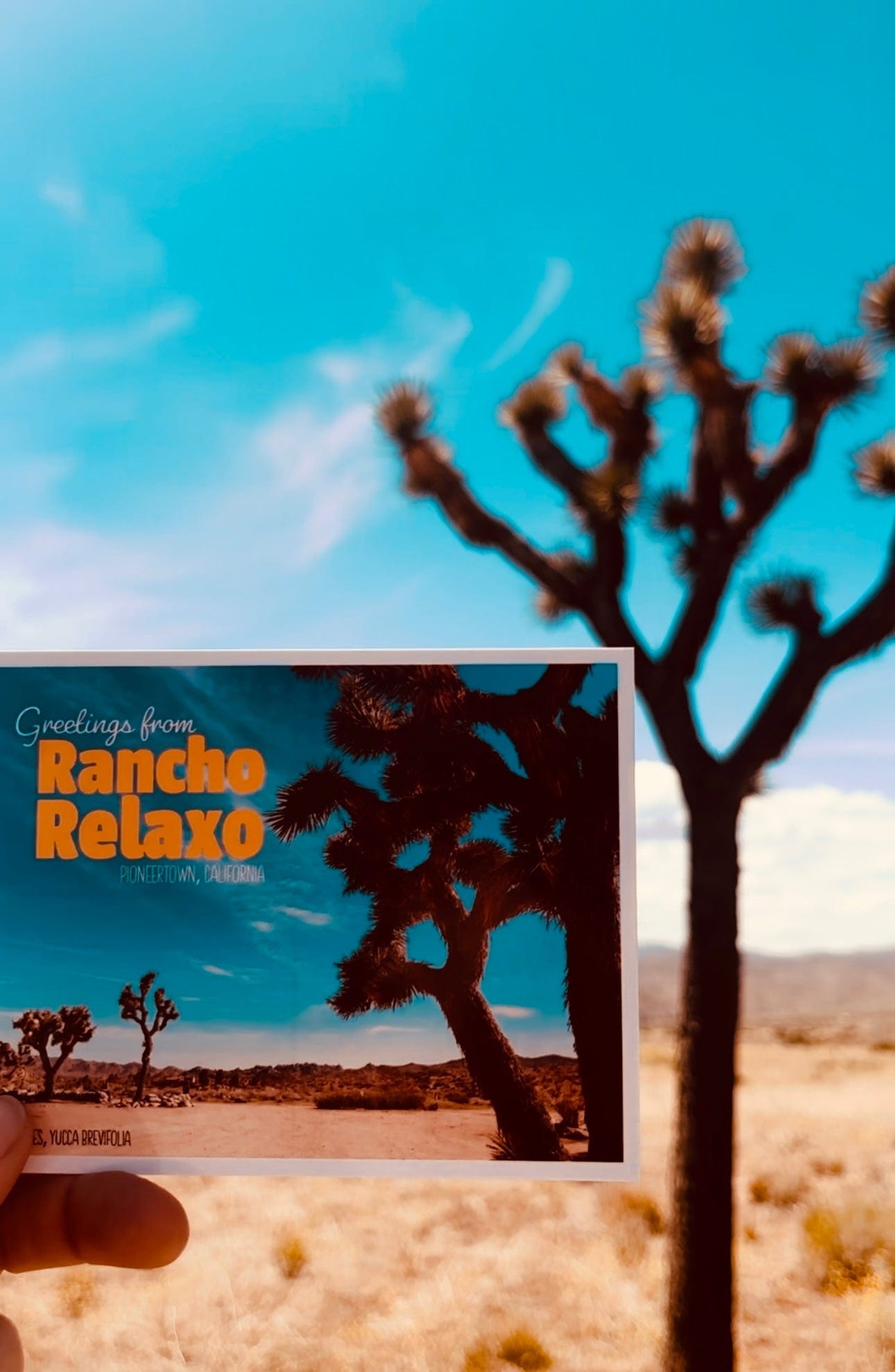 Rancho Relaxo Palm Springs I Love You Postcards