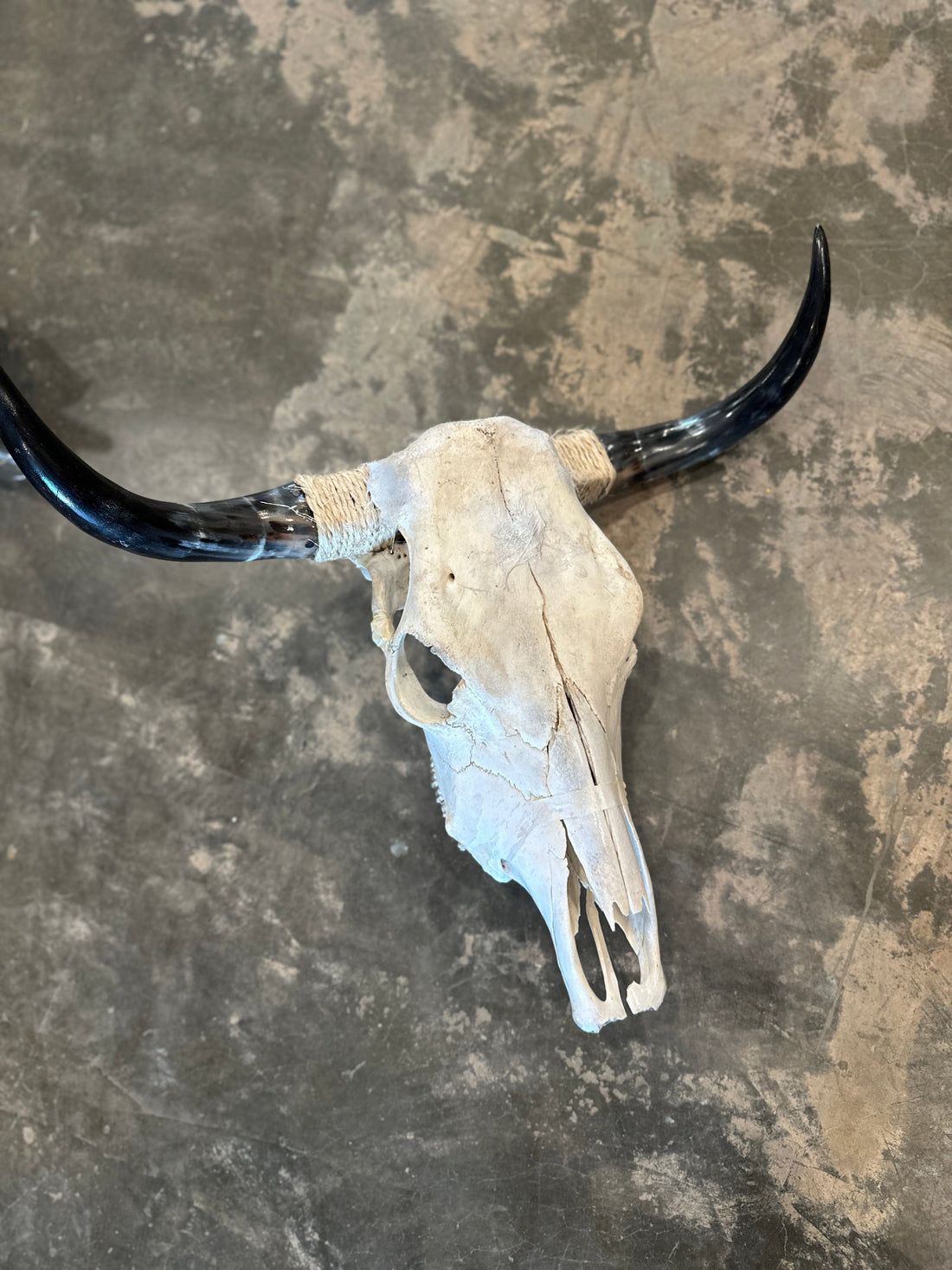 Rick Marino Travels Cow Skulls available in Joshua Tree at JT Trading Post