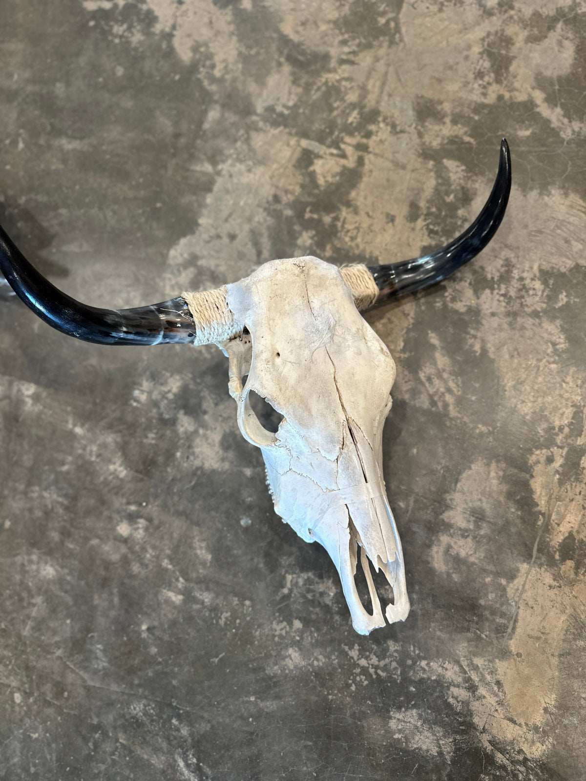 Rick Marino Travels Cow Skulls available in Joshua Tree at JT Trading Post