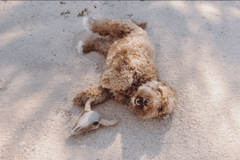 Roaming Travelers Lil' Bully Dog Toy available in Joshua Tree at JT Trading Post