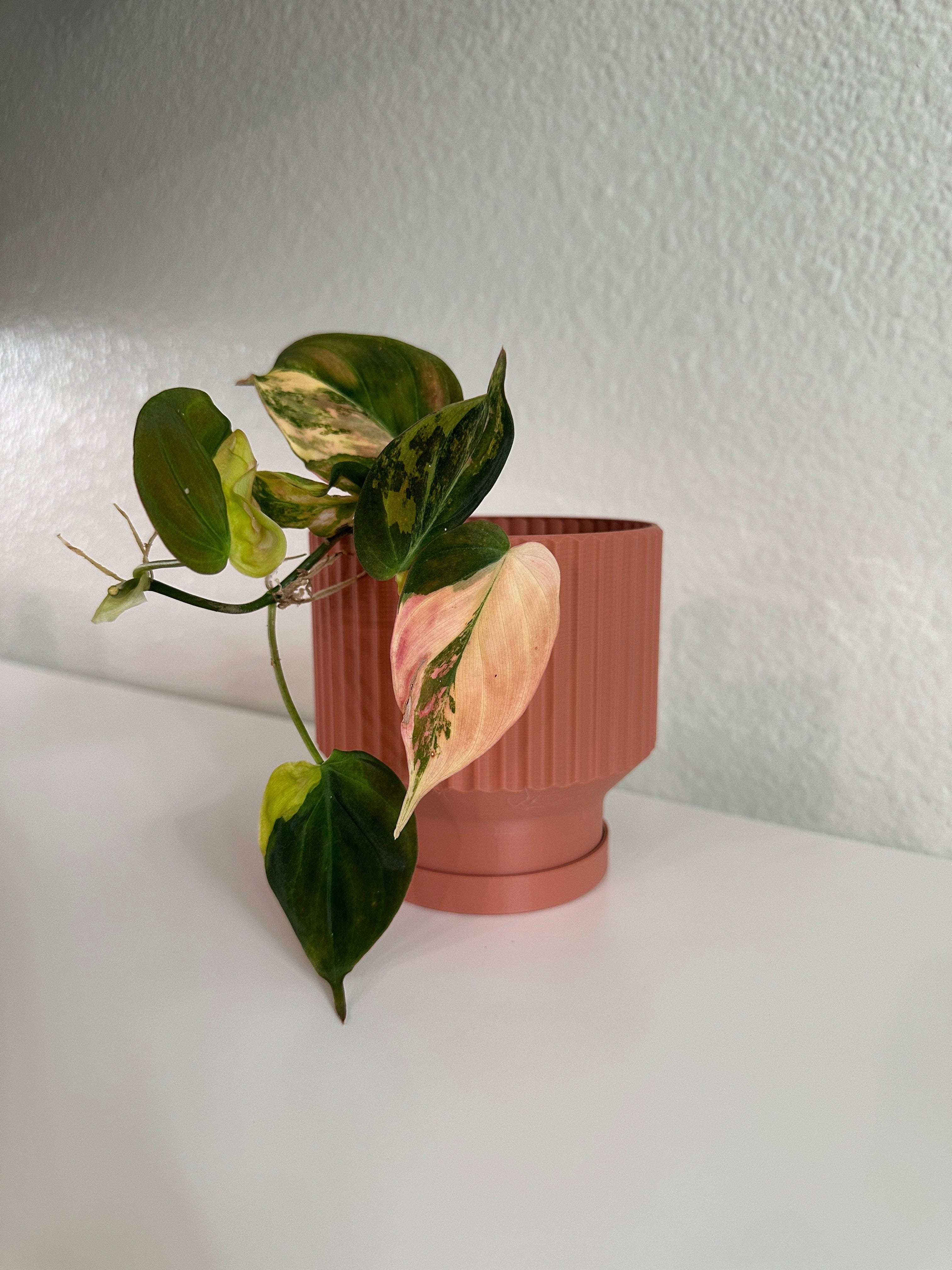 The Plant Social Fluted Lightweight Planter Pot