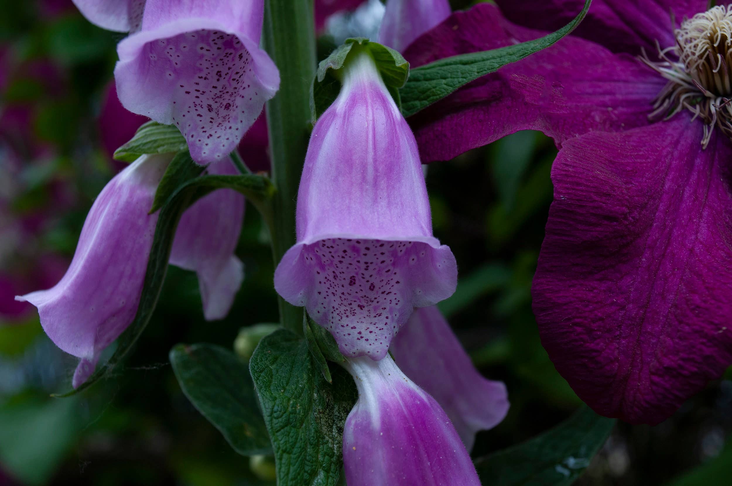 Tierra Magia Foxglove Letterpress 5" x 7" Print available in Joshua Tree at JT Trading Post
