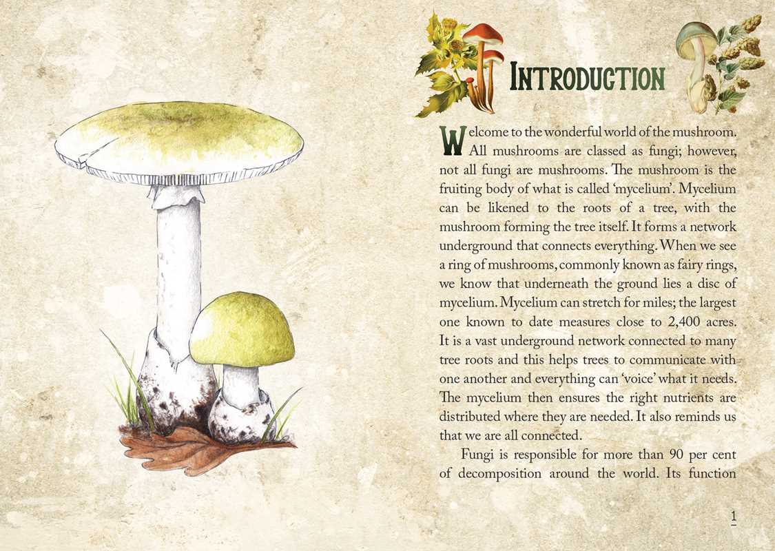Tierra Magia Mushroom Spirit Oracle by Nicola McIntosh