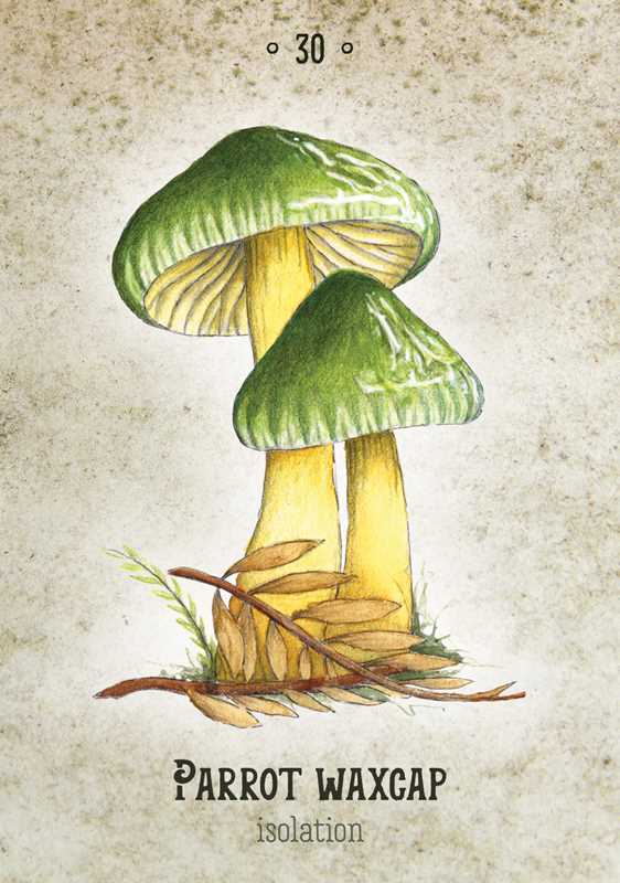 Tierra Magia Mushroom Spirit Oracle by Nicola McIntosh