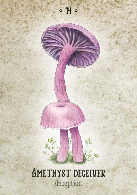 Tierra Magia Mushroom Spirit Oracle by Nicola McIntosh
