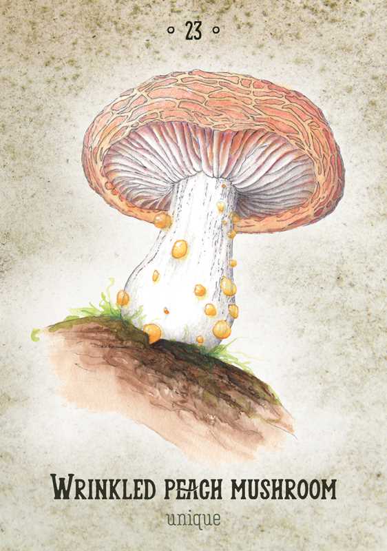 Tierra Magia Mushroom Spirit Oracle by Nicola McIntosh